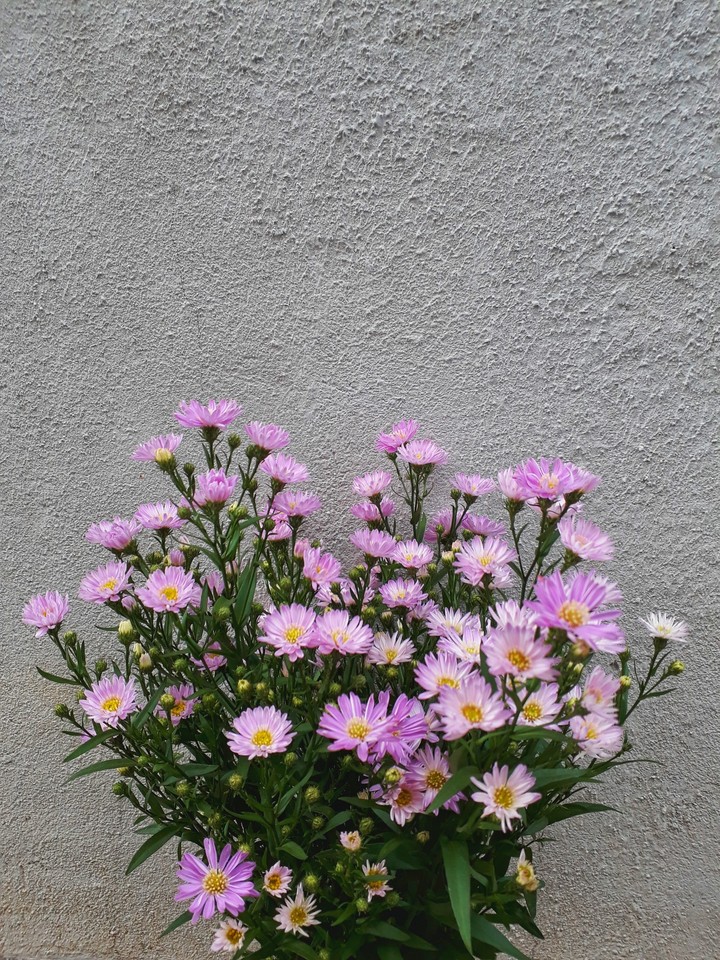 floweeer