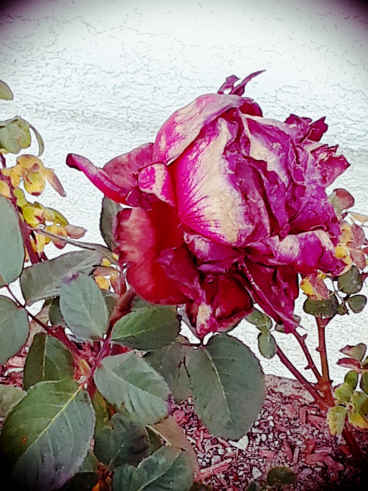 rose