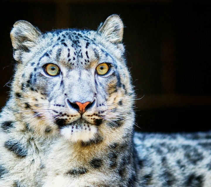 i like tiger