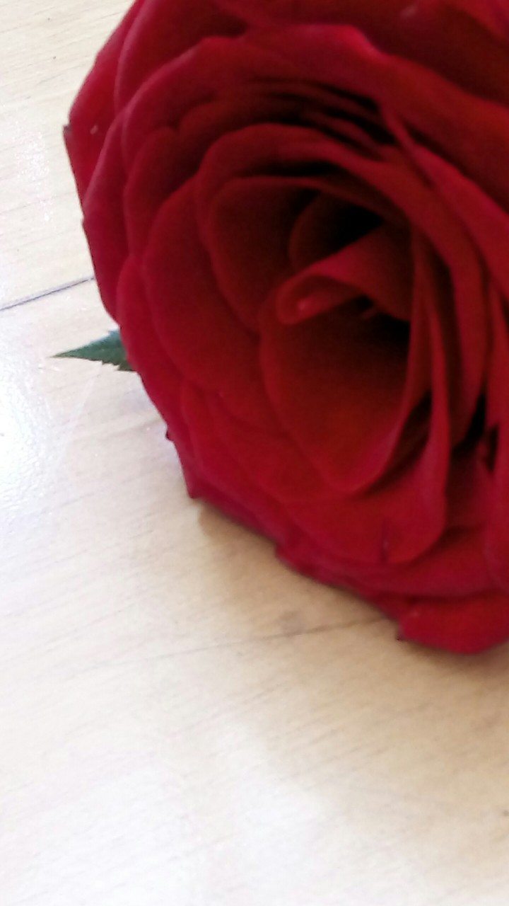 rosa