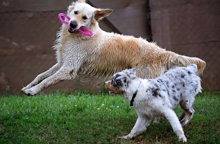 dogs