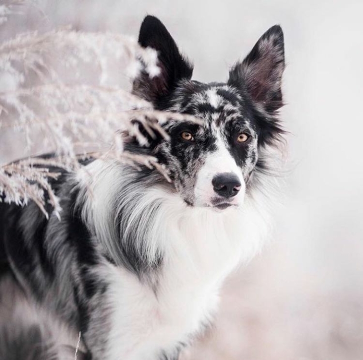 dog White