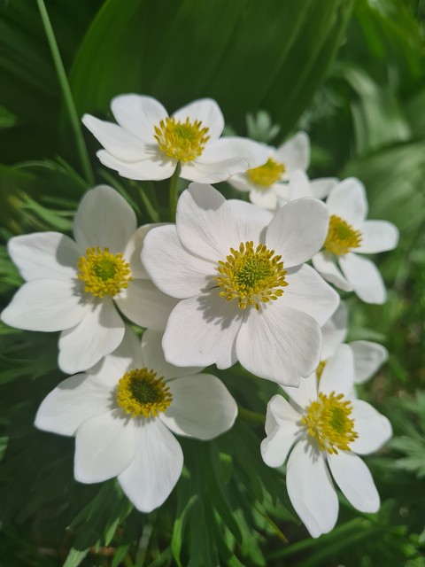 plant, cinquefoil वॉलपेपर