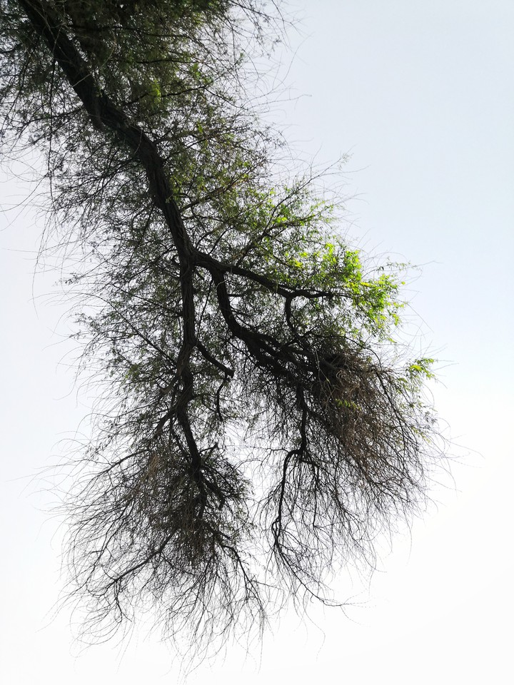 tree trunks #branches