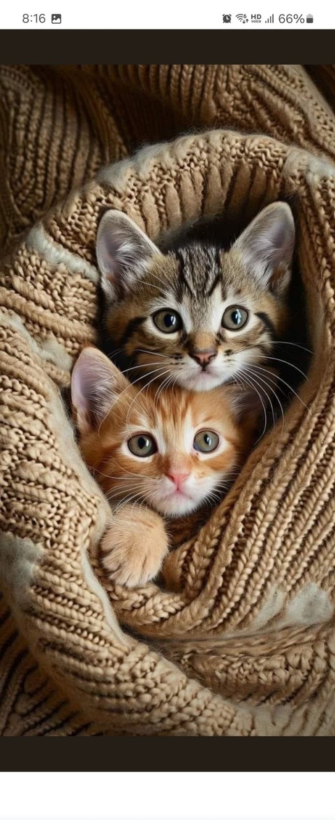 fondos de pantalla comfort, cat