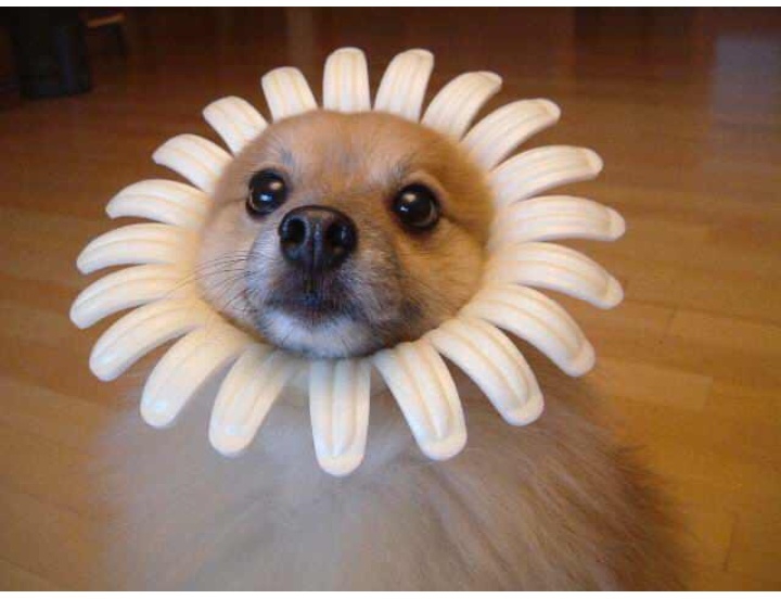 FlowerPower