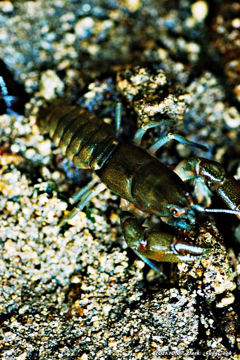 sfondi decapoda, vertebrate
