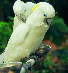 birds