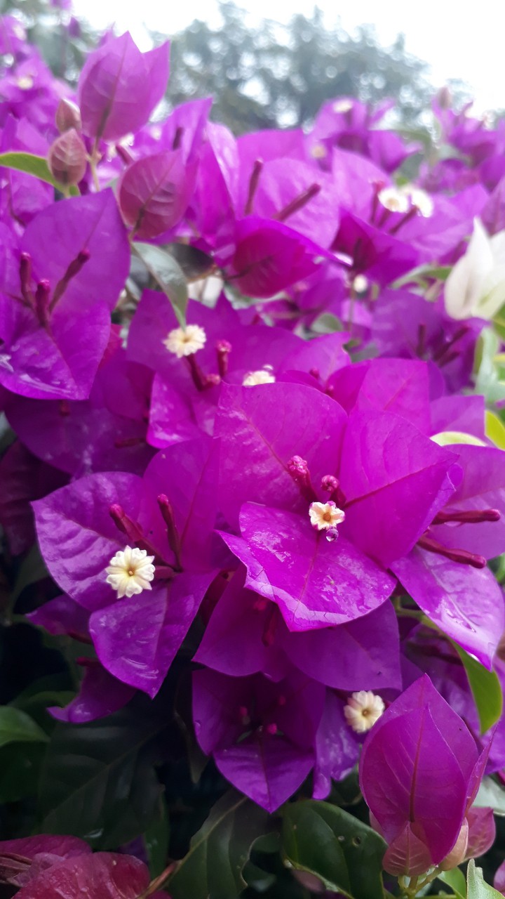 flowers