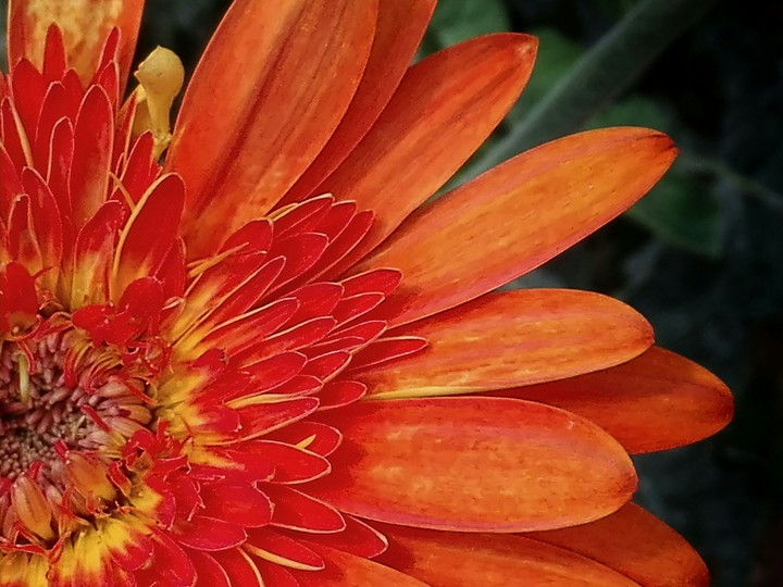 orange petals