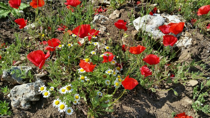 italian flower meadow