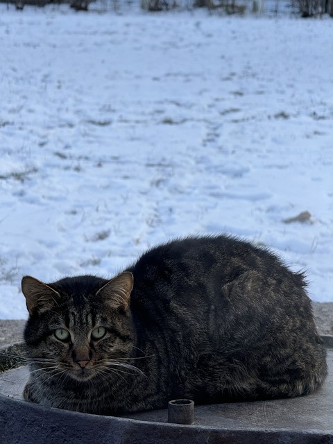 tapety plant, Carnivore
