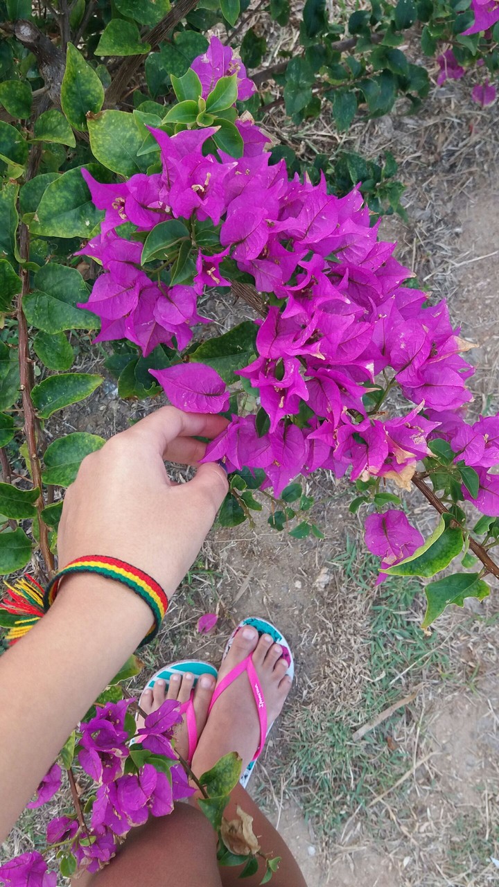 roxo
