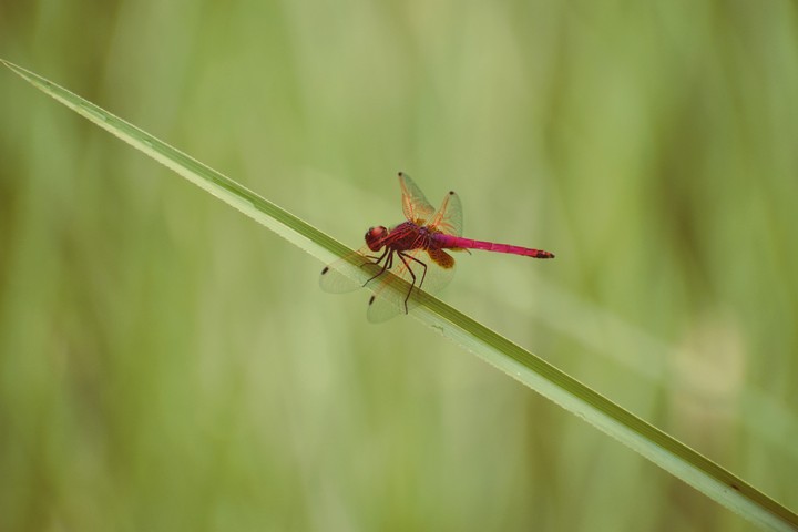 dragon fly