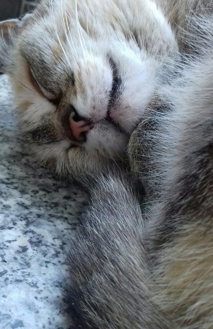 кошка решила поспать