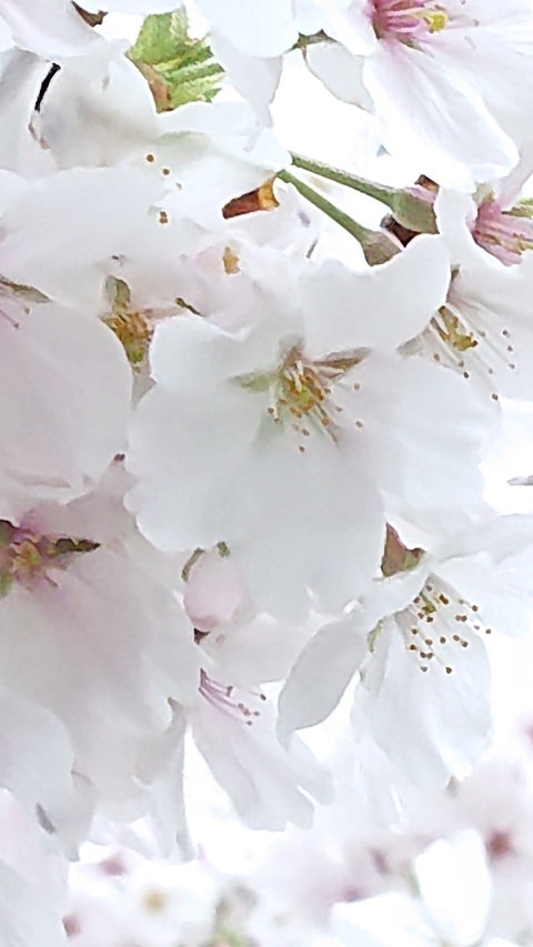 flower, spring wallpapers