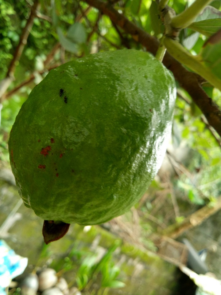 Guava