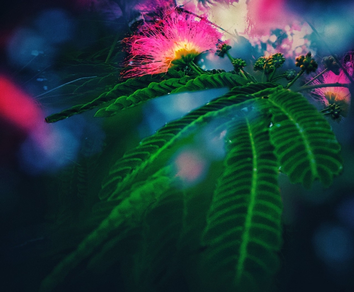 Night flowers