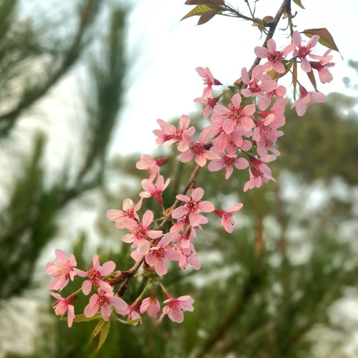 Peach Blossoms
