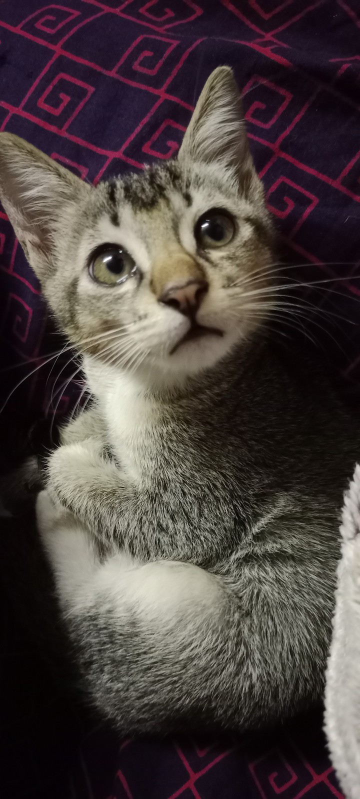pupu