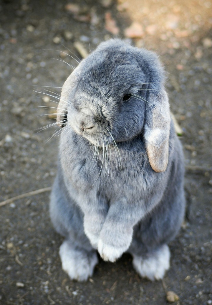 rabit