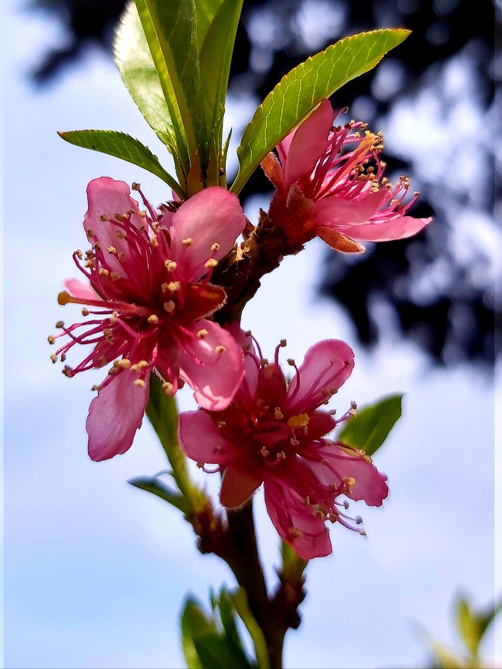 flowers