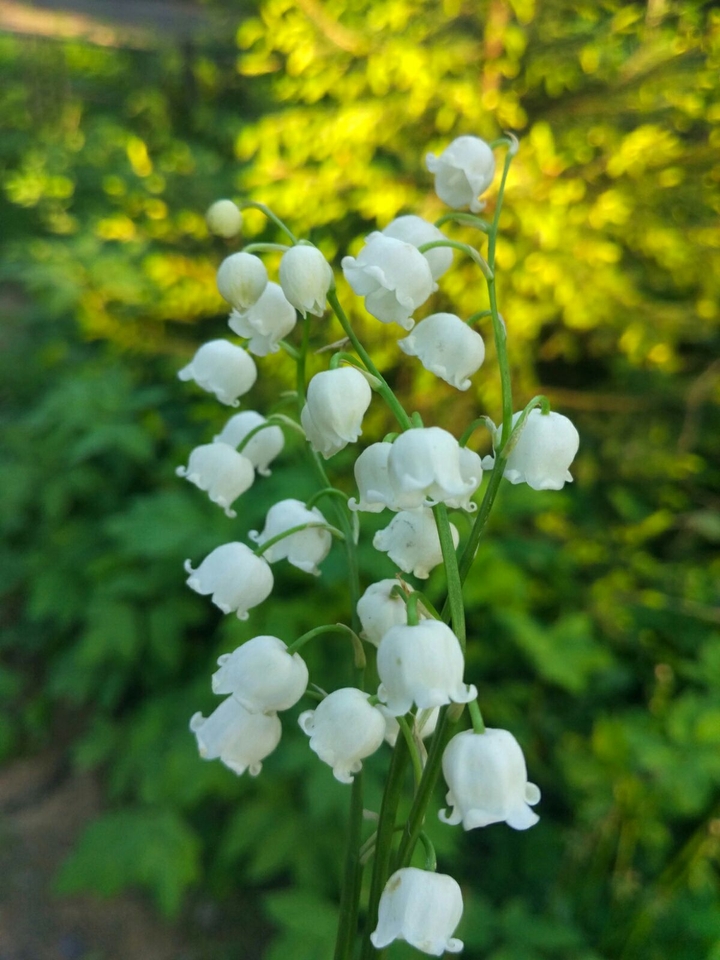 Snowdrop