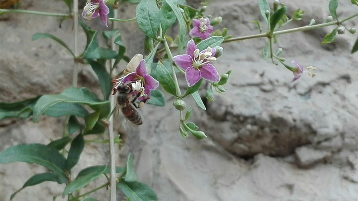bug on flower