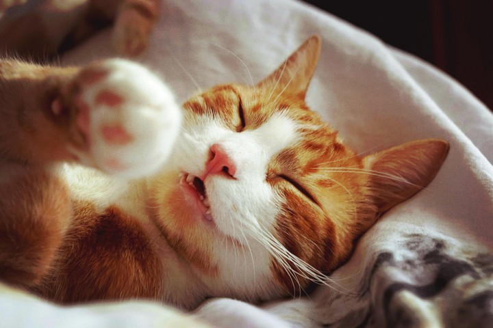 good night