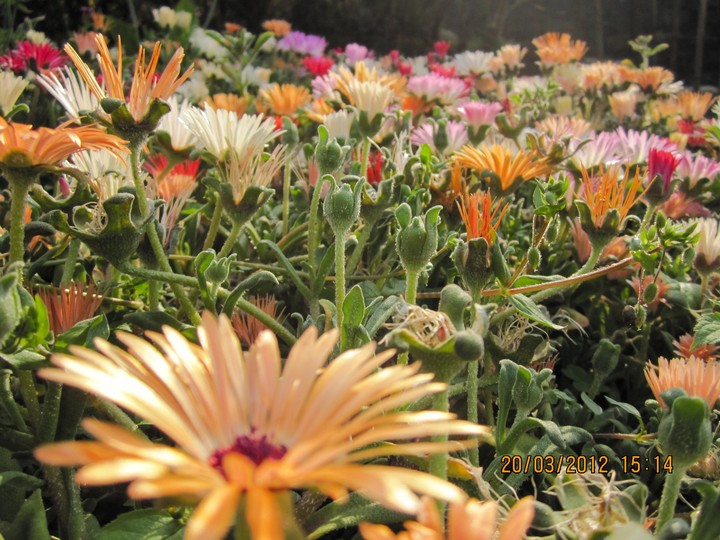 How dull the world would be without flowers 