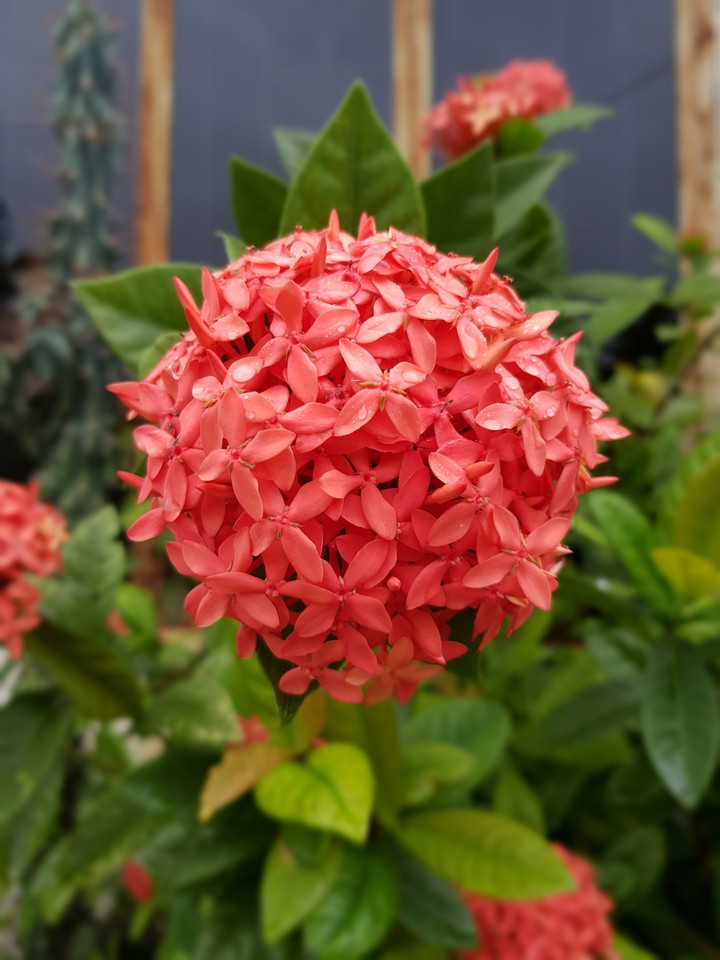 Ixora coccinea