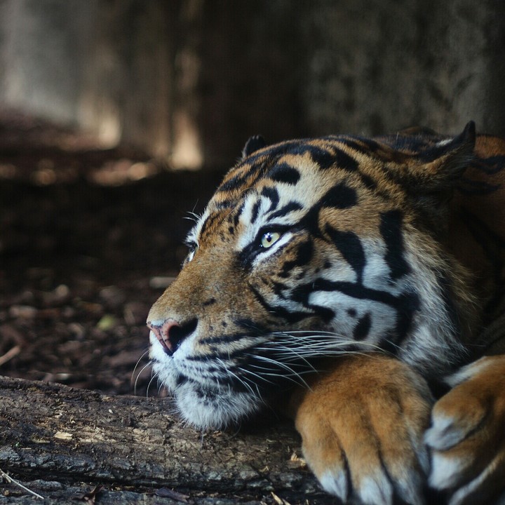 animals