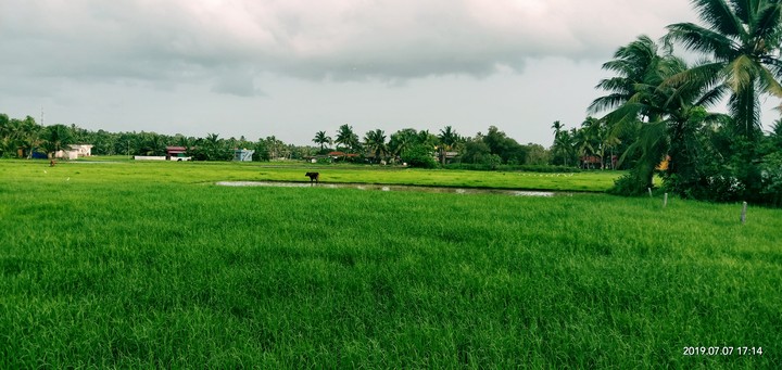 Fields