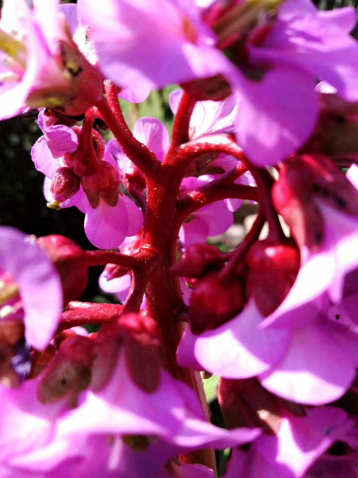 pink fowers