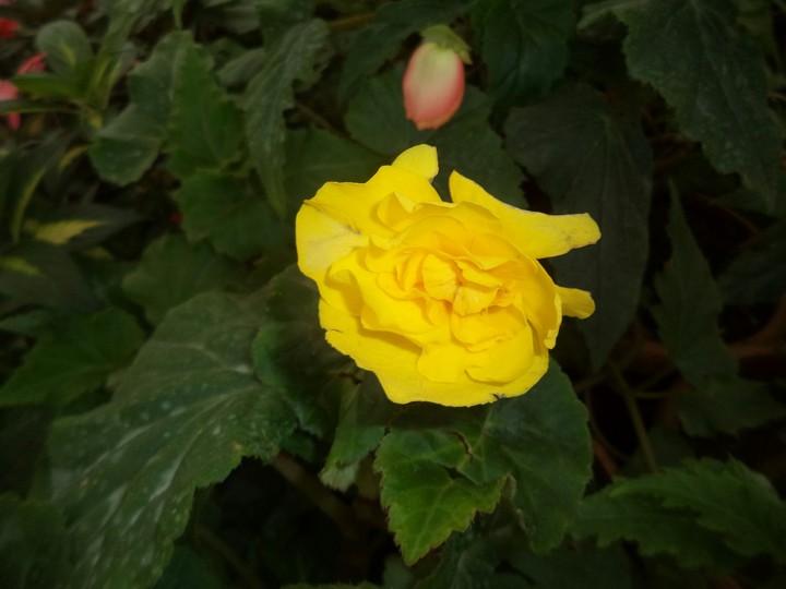 flower