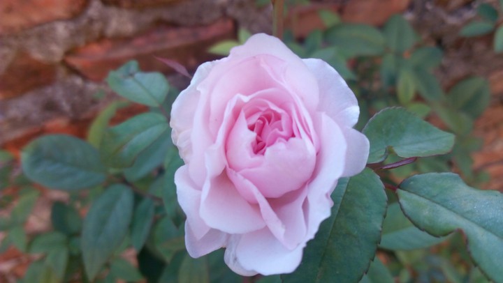 rose