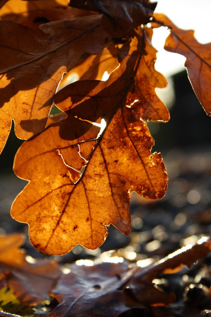 oak