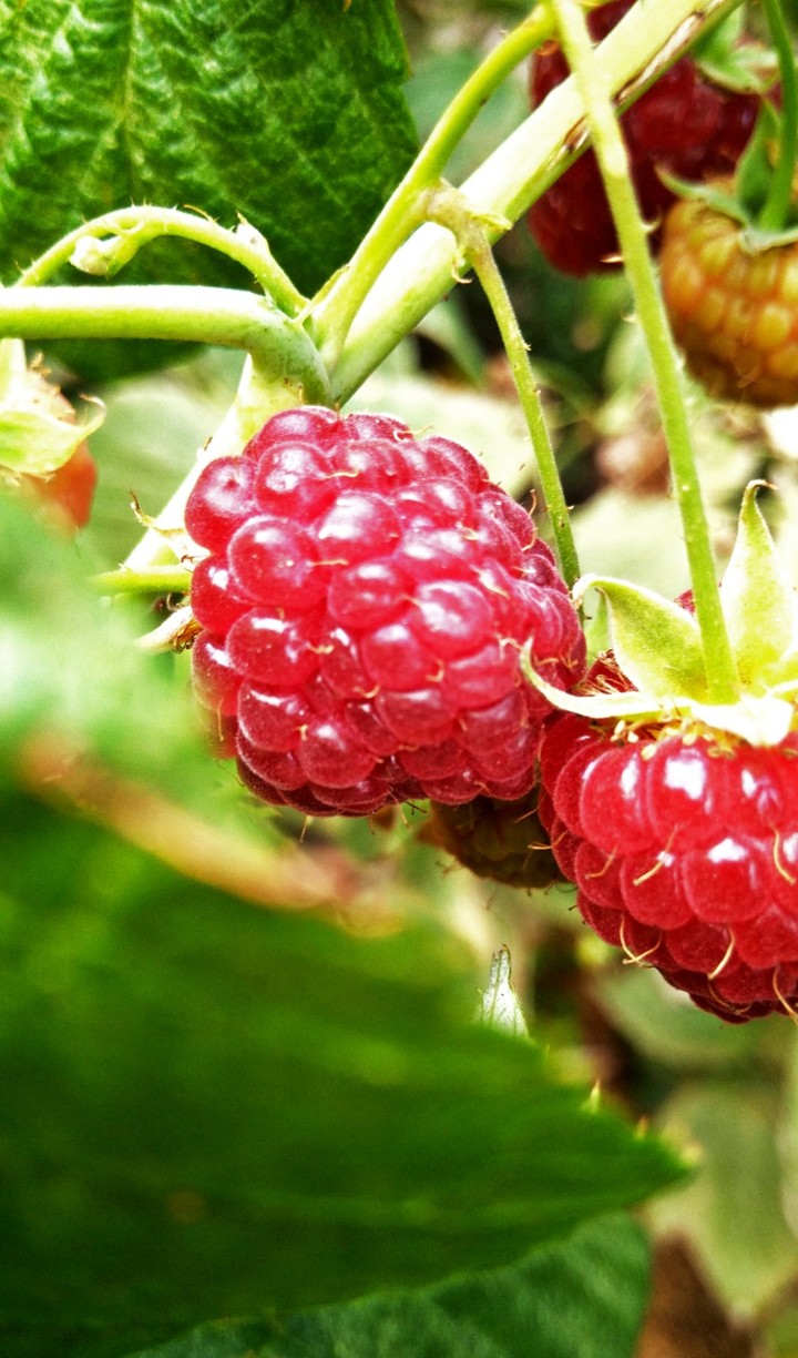 Fruits