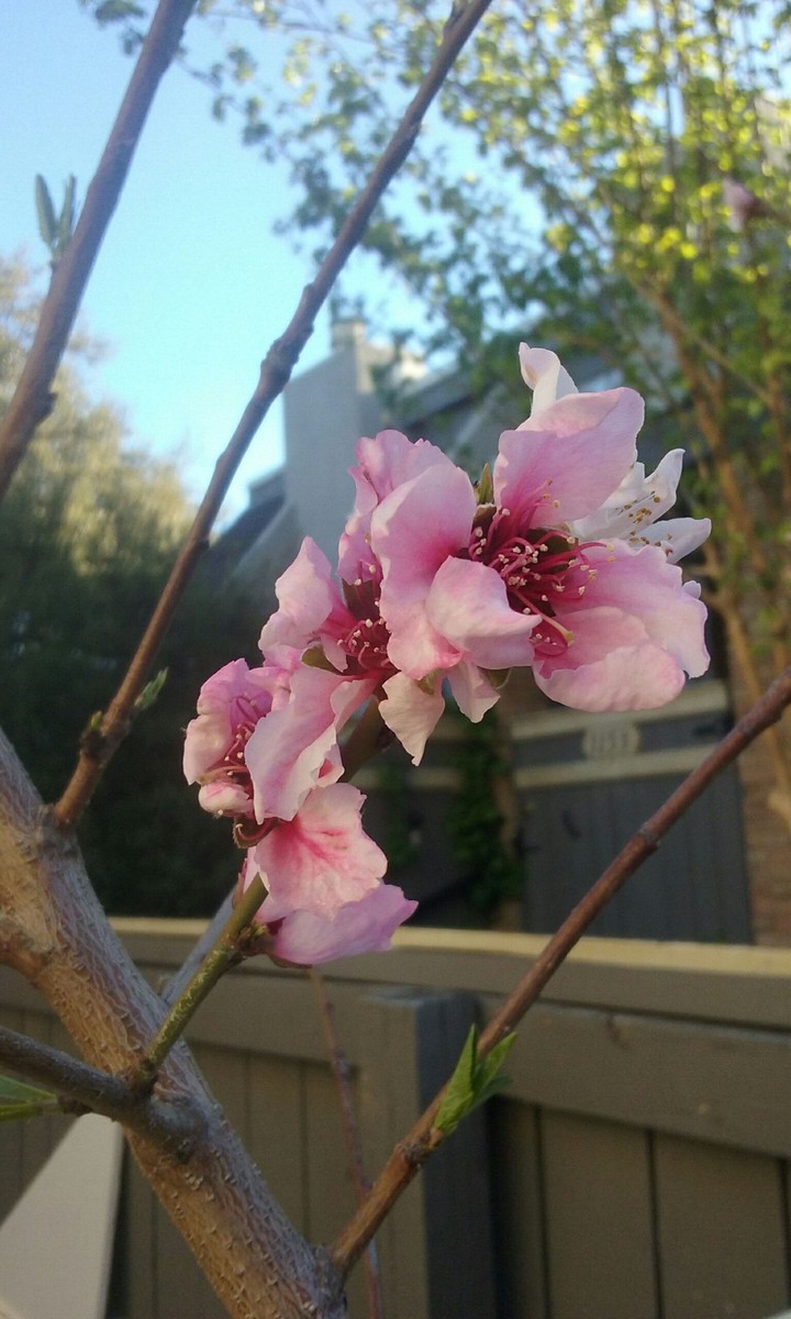 Peach Blossom