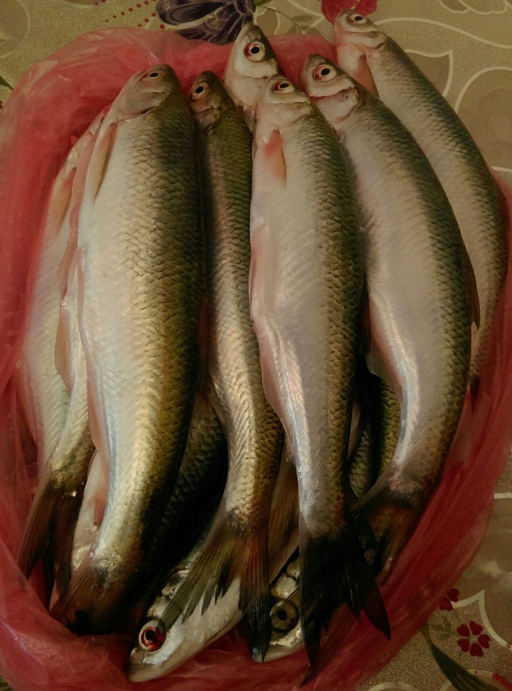 fish