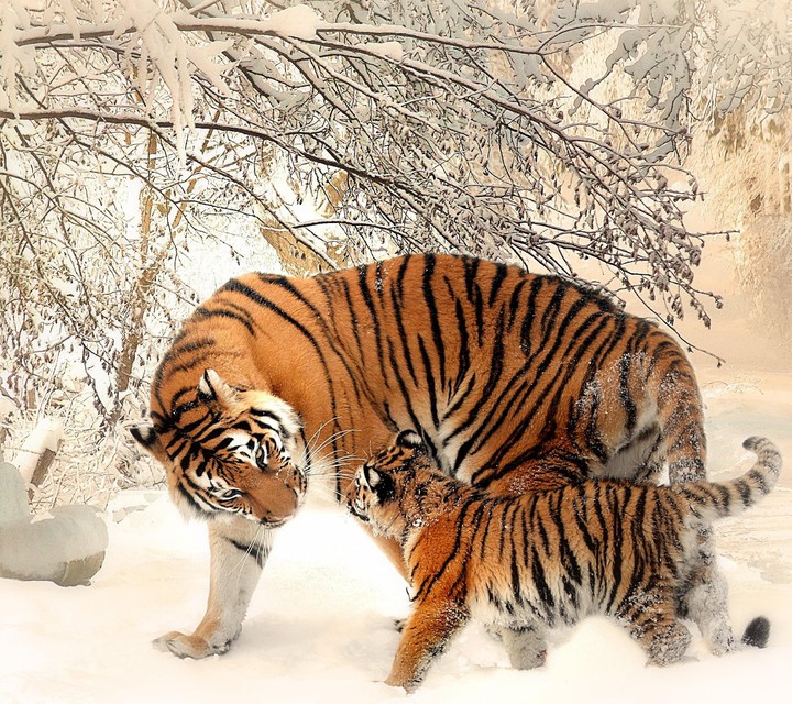 litel tiger