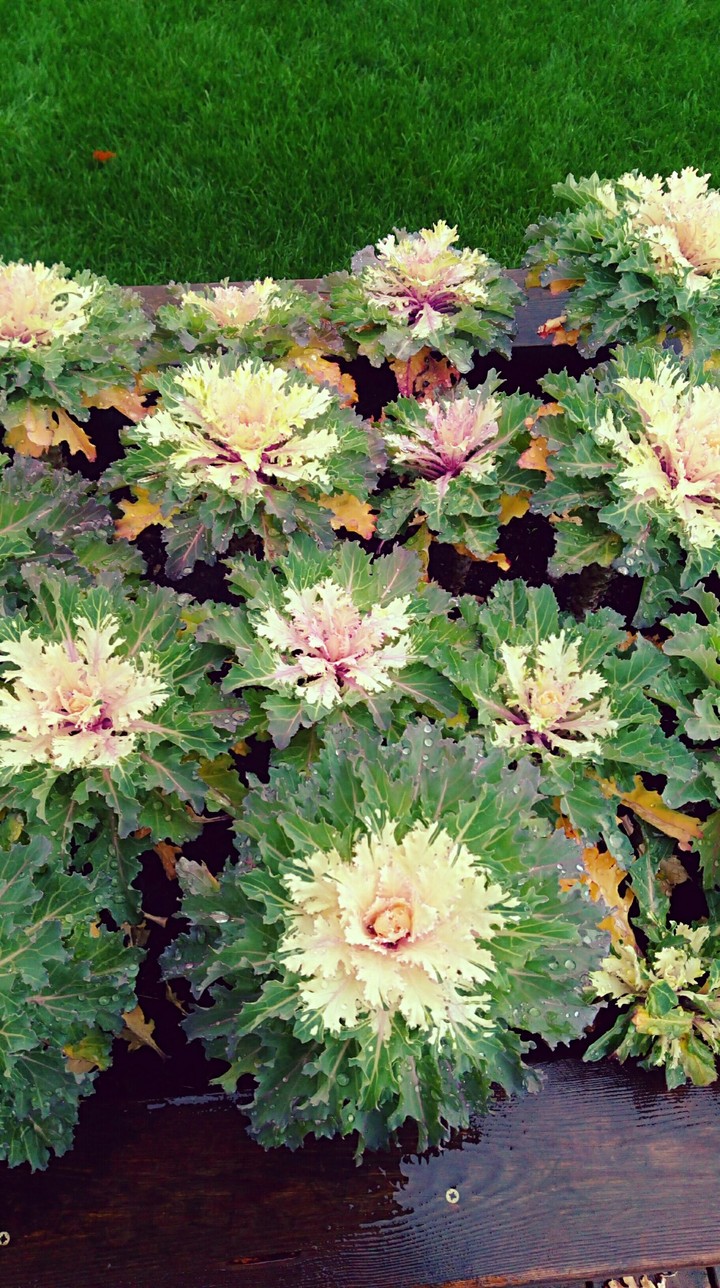 flowers