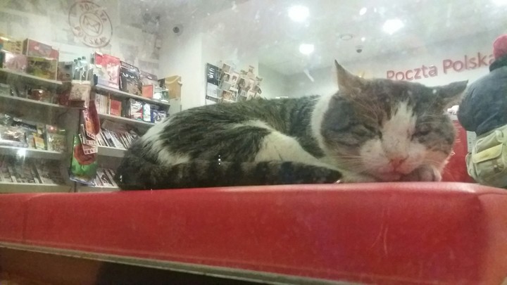 cat