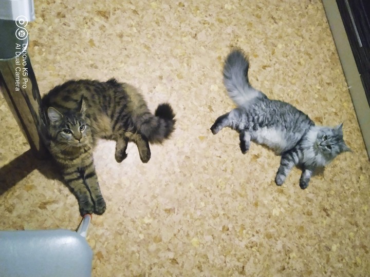 кошки