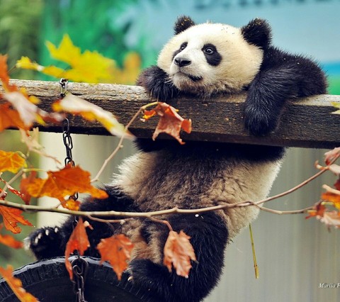 Panda
