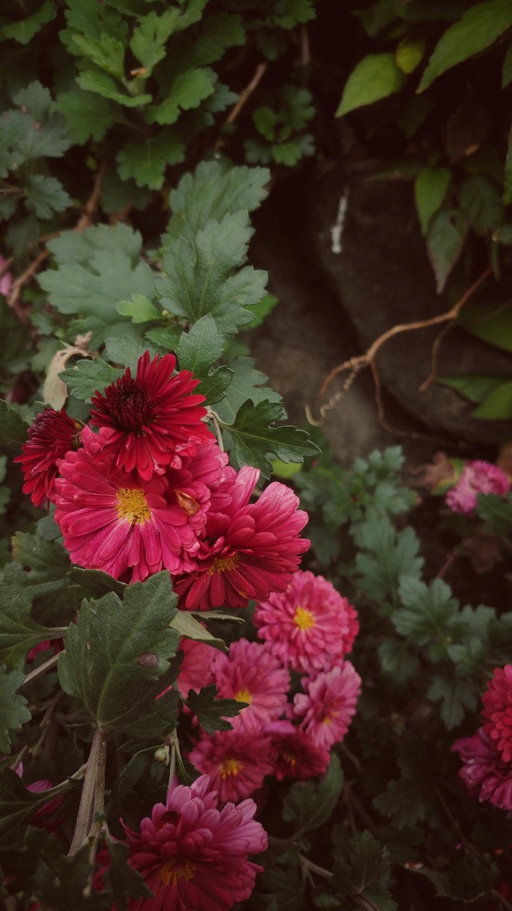 Wild red chrysanthemum