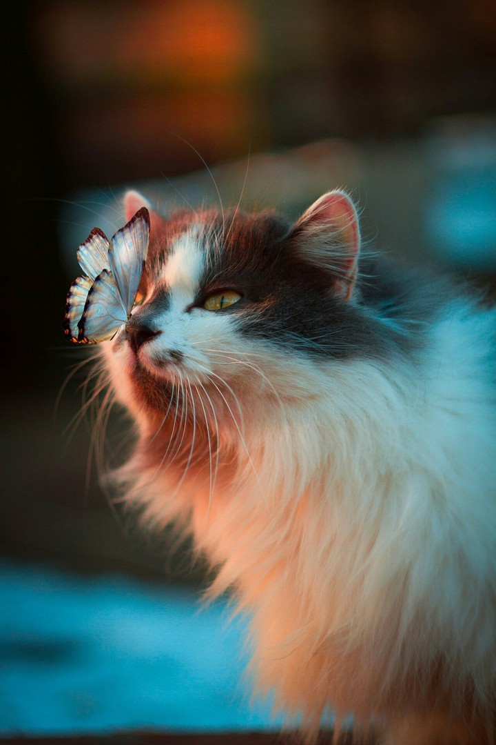 A cat with a butterfly