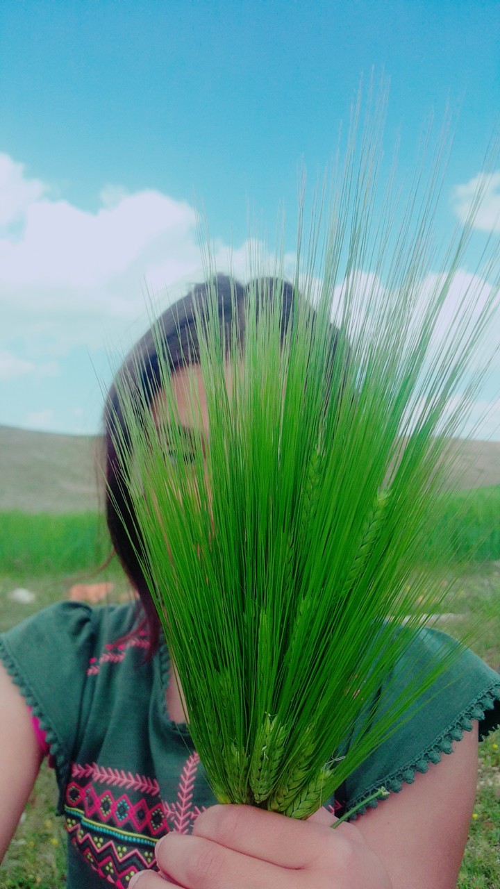 buğday