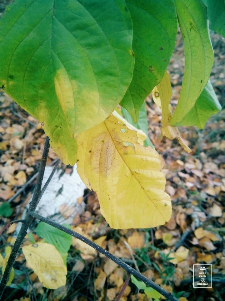 Autumn leaves in Russia