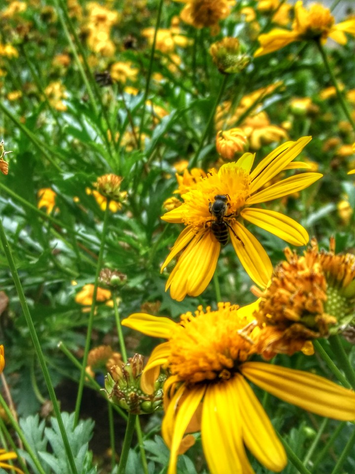 bee on flower